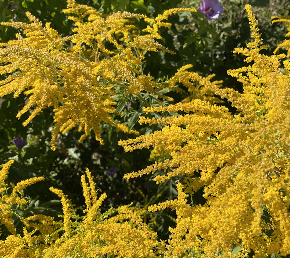 butterblume43 - 19.08.2025